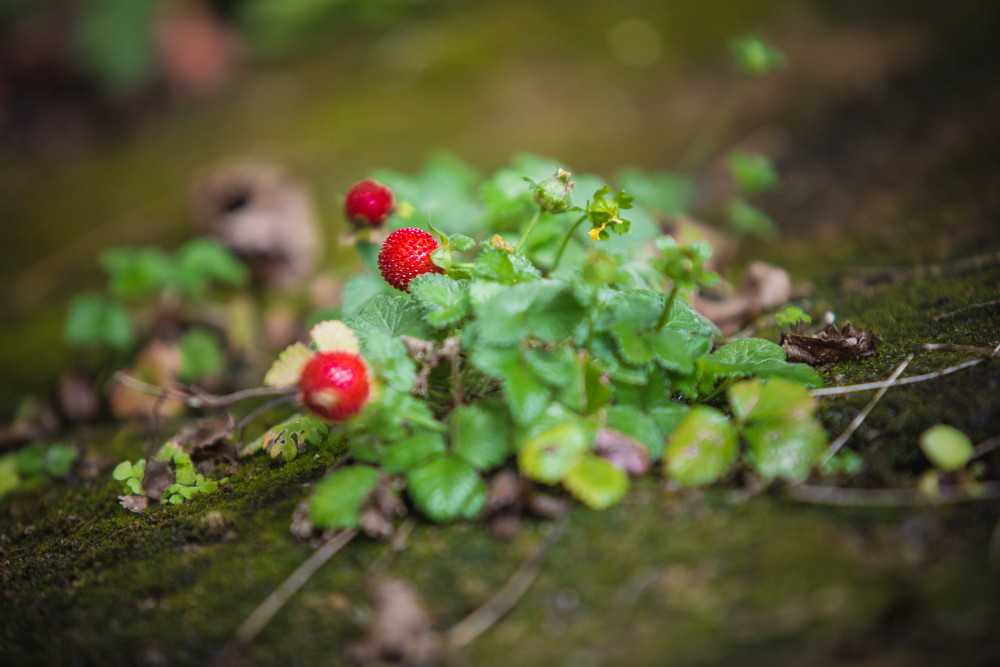 Wildkräuter auf einer Wiese bei der Pflanzenbegegnung